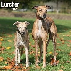 Lurcher 2026 calendar for sale  Delivered anywhere in UK
