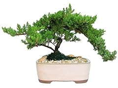 Eve garden japanese for sale  Delivered anywhere in USA 
