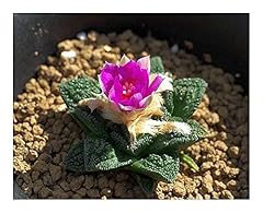 Exotic plants ariocarpus gebraucht kaufen  Wird an jeden Ort in Deutschland