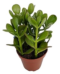 Sunset jade plant for sale  Delivered anywhere in USA 