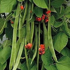 Runner bean seeds for sale  Delivered anywhere in UK