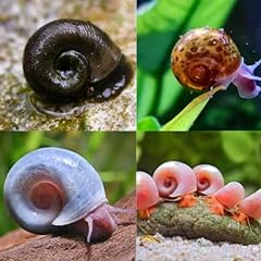 Free live ramshorn for sale  Delivered anywhere in USA 