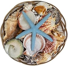 Beautiful mixed shell for sale  Delivered anywhere in USA 