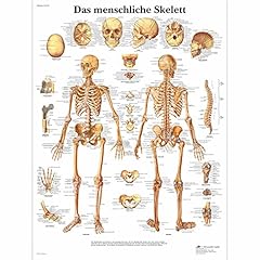Scientific planche anatomique d'occasion  Livré partout en France