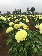 Itoh perennial peony for sale  Delivered anywhere in USA 
