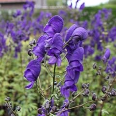 Eisenhut aconitum henryi gebraucht kaufen  Wird an jeden Ort in Deutschland