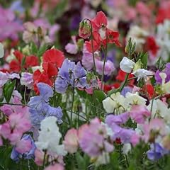 Premier seeds direct for sale  Delivered anywhere in UK