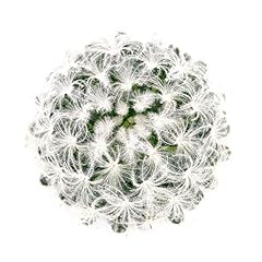 Succulents box unique for sale  Delivered anywhere in USA 