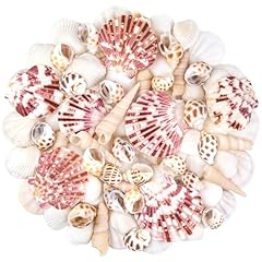 Natural sea shell for sale  Delivered anywhere in USA 