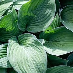 Hosta plants rex for sale  Delivered anywhere in UK