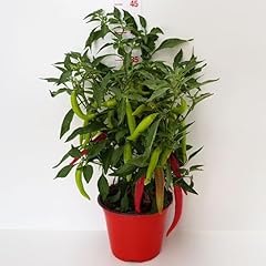 Capsicum red joker usato  Spedito ovunque in Italia 