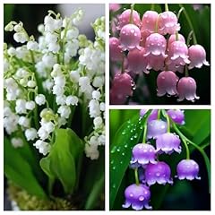 Oloade graines muguet d'occasion  Livré partout en France