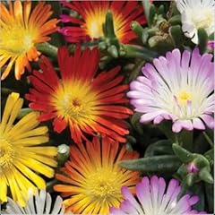 Delosperma jewel desert for sale  Delivered anywhere in UK