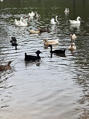 Duck eggs for sale  Delivered anywhere in USA 