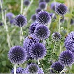 Ruthenische kugeldistel echino gebraucht kaufen  Wird an jeden Ort in Deutschland
