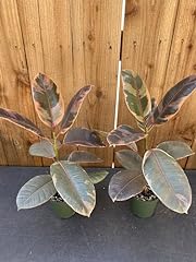 Ruby rubber tree for sale  Delivered anywhere in USA 