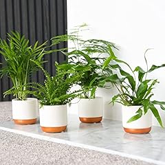Green houseplant starter for sale  Delivered anywhere in UK