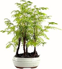 Bonsai keramik blumentopf gebraucht kaufen  Wird an jeden Ort in Deutschland
