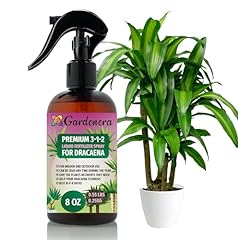 Gardenera proffesional dracaen for sale  Delivered anywhere in USA 