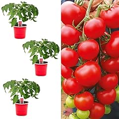 Tomato plant alicante for sale  Delivered anywhere in UK