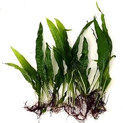 Java fern microsorium for sale  Delivered anywhere in UK