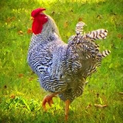 Plymouth rock rooster for sale  Delivered anywhere in USA 