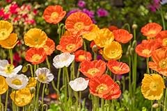 10000 islandmohn samenmischung gebraucht kaufen  Wird an jeden Ort in Deutschland