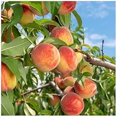 Peach tree melred for sale  Delivered anywhere in UK