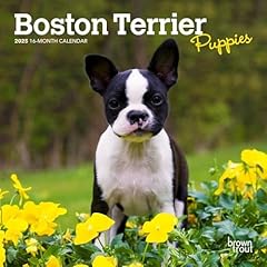 Browntrout boston terrier for sale  Delivered anywhere in USA 