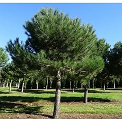 Pino pinus pinea usato  Spedito ovunque in Italia 