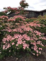 Pink kousa dogwood for sale  Delivered anywhere in USA 