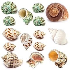 15pcs hermit crab for sale  Delivered anywhere in USA 