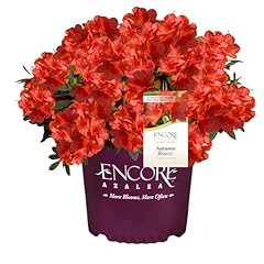 Encore azalea autumn for sale  Delivered anywhere in USA 