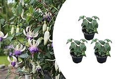 Bloomique 3er set gebraucht kaufen  Wird an jeden Ort in Deutschland