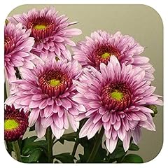 Chrysanthemum dendranthema lat for sale  Delivered anywhere in UK