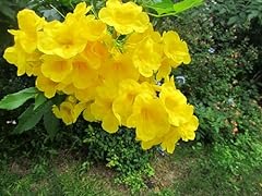 Yellow esperanza plant for sale  Delivered anywhere in USA 