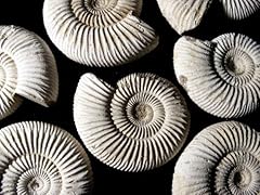 Fs4031 perisphinctes ammonite for sale  Delivered anywhere in UK