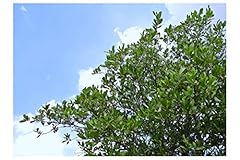 Acacia mangium seeds for sale  Delivered anywhere in USA 