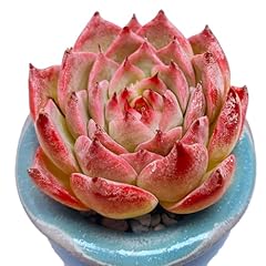 Echeveria momotarou rare for sale  Delivered anywhere in USA 