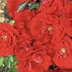 Yougarden rose special for sale  Delivered anywhere in UK