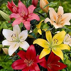 Lilies scented asiatic for sale  Delivered anywhere in UK