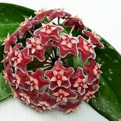 Plant theory 12cm for sale  Delivered anywhere in UK