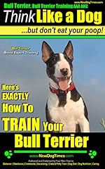 Bull terrier bull for sale  Delivered anywhere in UK