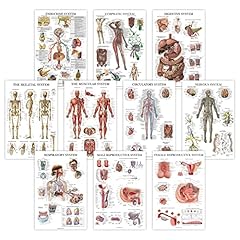Pack anatomical poster for sale  Delivered anywhere in UK