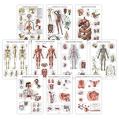 Pack anatomical poster for sale  Delivered anywhere in USA 