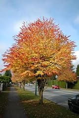 Japanese katsura tree for sale  Delivered anywhere in USA 