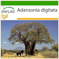 SAFLAX - Baobab africano - 6 semi - Con substrato - Adansonia digitata usato  Spedito ovunque in Italia 