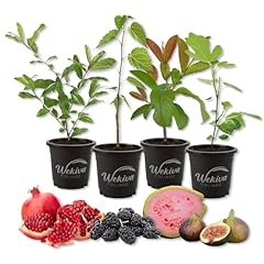 Fruit medley variety for sale  Delivered anywhere in USA 