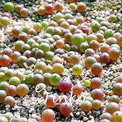 Semi 10pcs conophytum for sale  Delivered anywhere in UK