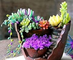 Succulents mix rare for sale  Delivered anywhere in USA 